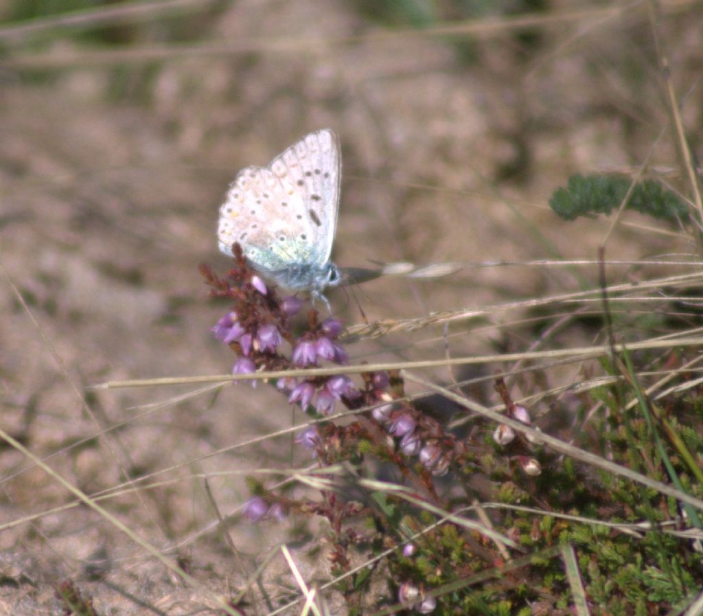 Lycaenidae da identificare - Polyommatus (Lysandra) coridon